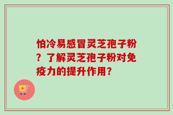 怕冷易灵芝孢子粉？了解灵芝孢子粉对免疫力的提升作用？