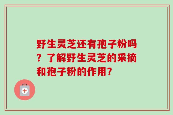 野生灵芝还有孢子粉吗？了解野生灵芝的采摘和孢子粉的作用？