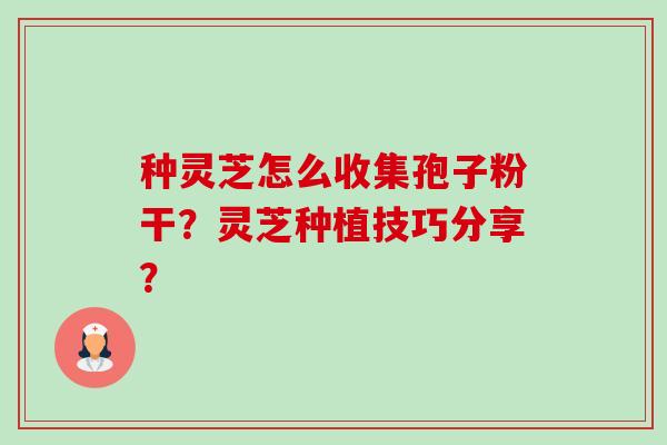 种灵芝怎么收集孢子粉干?灵芝种植技巧分享? 种灵芝怎么收集孢子粉干?灵芝种植技巧分享?
