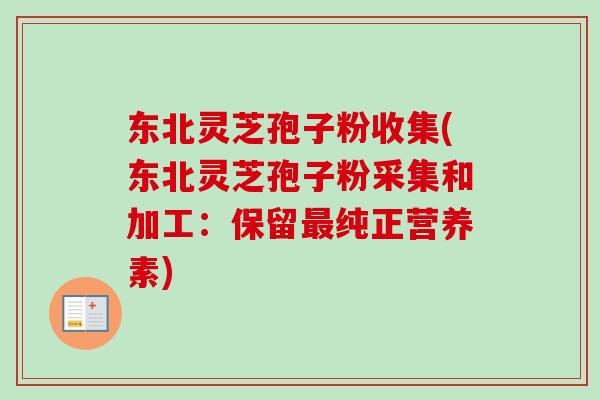 东北灵芝孢子粉收集(东北灵芝孢子粉采集和加工:保留纯正营养素) 东北灵芝孢子粉收集(东北灵芝孢子粉采集和加工:保留纯正营养素)