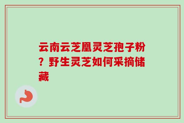 云南云芝凰灵芝孢子粉?野生灵芝如何采摘储藏 云南云芝凰灵芝孢子粉?野生灵芝如何采摘储藏