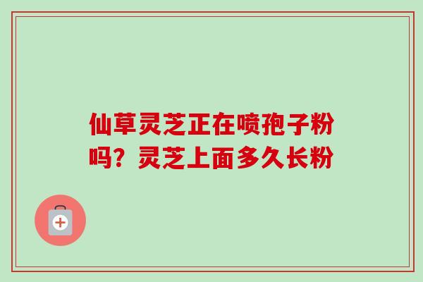 仙草灵芝正在喷孢子粉吗？灵芝上面多久长粉