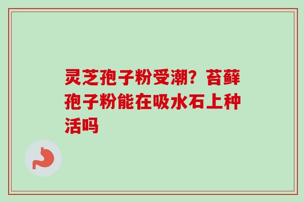 灵芝孢子粉受潮?苔藓孢子粉能在吸水石上种活吗 灵芝孢子粉受潮?苔藓孢子粉能在吸水石上种活吗