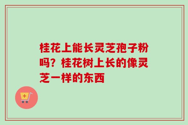 桂花上能长灵芝孢子粉吗?桂花树上长的像灵芝一样的东西 桂花上能长灵芝孢子粉吗?桂花树上长的像灵芝一样的东西