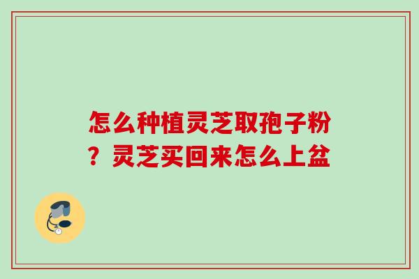 怎么种植灵芝取孢子粉?灵芝买回来怎么上盆 怎么种植灵芝取孢子粉?灵芝买回来怎么上盆
