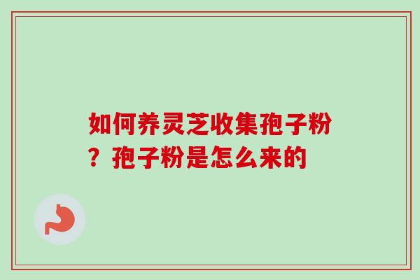 如何养灵芝收集孢子粉?孢子粉是怎么来的 如何养灵芝收集孢子粉?孢子粉是怎么来的