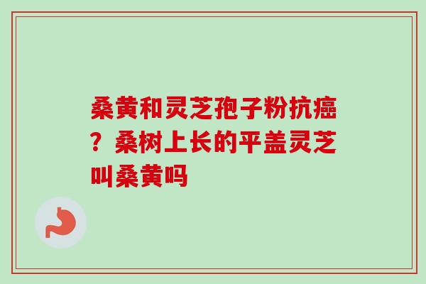 桑黄和灵芝孢子粉抗?桑树上长的平盖灵芝叫桑黄吗 桑黄和灵芝孢子粉抗?桑树上长的平盖灵芝叫桑黄吗