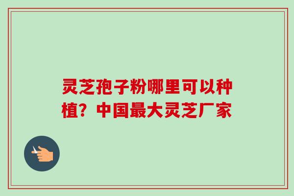灵芝孢子粉哪里可以种植?中国大灵芝厂家 灵芝孢子粉哪里可以种植?中国大灵芝厂家
