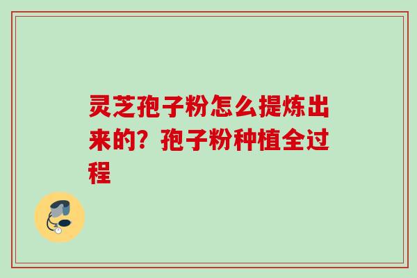 灵芝孢子粉怎么提炼出来的？孢子粉种植全过程