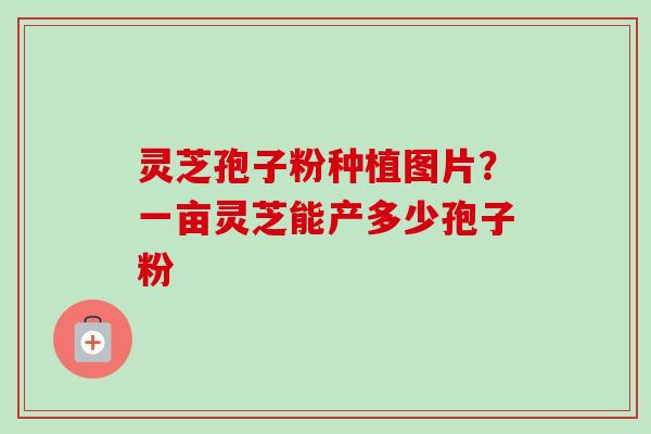 灵芝孢子粉种植图片？一亩灵芝能产多少孢子粉