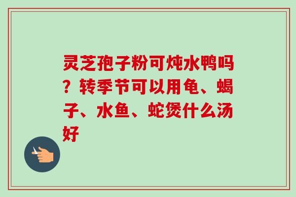 灵芝孢子粉可炖水鸭吗?转季节可以用龟、蝎子、水鱼、蛇煲什么汤好 灵芝孢子粉可炖水鸭吗?转季节可以用龟、蝎子、水鱼、蛇煲什么汤好