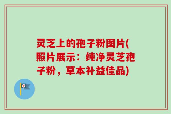 灵芝上的孢子粉图片(照片展示：纯净灵芝孢子粉，草本补益佳品)