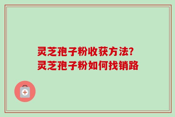 灵芝孢子粉收获方法？灵芝孢子粉如何找销路