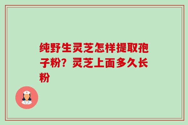 纯野生灵芝怎样提取孢子粉？灵芝上面多久长粉