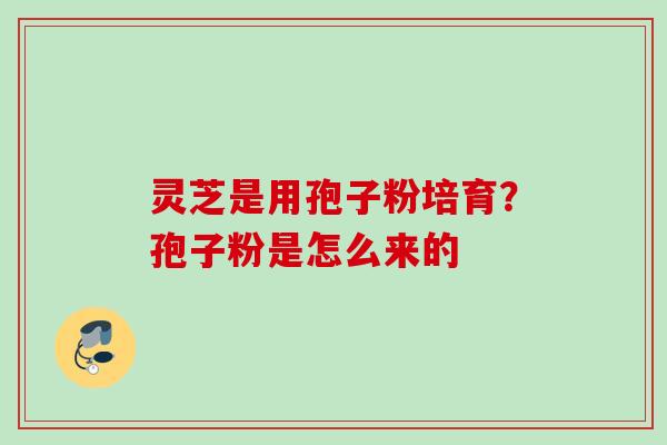 灵芝是用孢子粉培育？孢子粉是怎么来的