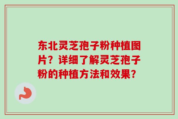 东北灵芝孢子粉种植图片?详细了解灵芝孢子粉的种植方法和效果? 东北灵芝孢子粉种植图片?详细了解灵芝孢子粉的种植方法和效果?