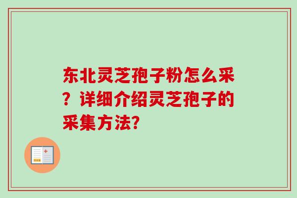 东北灵芝孢子粉怎么采?详细介绍灵芝孢子的采集方法? 东北灵芝孢子粉怎么采?详细介绍灵芝孢子的采集方法?