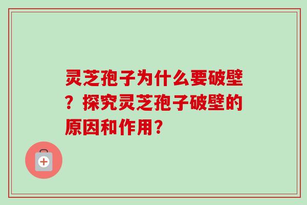 灵芝孢子为什么要破壁?探究灵芝孢子破壁的原因和作用? 灵芝孢子为什么要破壁?探究灵芝孢子破壁的原因和作用?