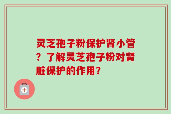 灵芝孢子粉保护小管?了解灵芝孢子粉对脏保护的作用? 灵芝孢子粉保护小管?了解灵芝孢子粉对脏保护的作用?