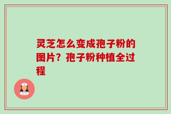 灵芝怎么变成孢子粉的图片?孢子粉种植全过程 灵芝怎么变成孢子粉的图片?孢子粉种植全过程