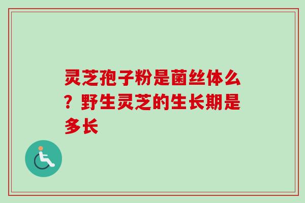 灵芝孢子粉是菌丝体么?野生灵芝的生长期是多长 灵芝孢子粉是菌丝体么?野生灵芝的生长期是多长