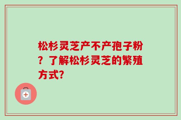 松杉灵芝产不产孢子粉？了解松杉灵芝的繁殖方式？