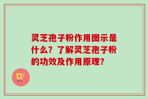 灵芝孢子粉作用图示是什么?了解灵芝孢子粉的功效及作用原理? 灵芝孢子粉作用图示是什么?了解灵芝孢子粉的功效及作用原理?