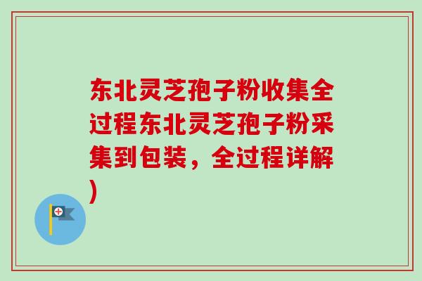 东北灵芝孢子粉收集全过程东北灵芝孢子粉采集到包装,全过程详解) 东北灵芝孢子粉收集全过程东北灵芝孢子粉采集到包装,全过程详解)