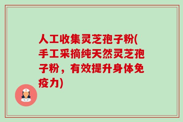 人工收集灵芝孢子粉(手工采摘纯天然灵芝孢子粉，有效提升身体免疫力)