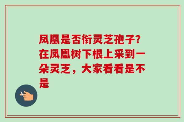 凤凰是否衔灵芝孢子?在凤凰树下根上采到一朵灵芝,大家看看是不是 凤凰是否衔灵芝孢子?在凤凰树下根上采到一朵灵芝,大家看看是不是