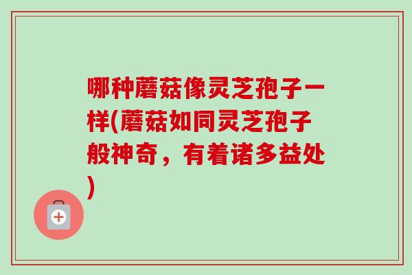 哪种蘑菇像灵芝孢子一样(蘑菇如同灵芝孢子般神奇,有着诸多益处) 哪种蘑菇像灵芝孢子一样(蘑菇如同灵芝孢子般神奇,有着诸多益处)