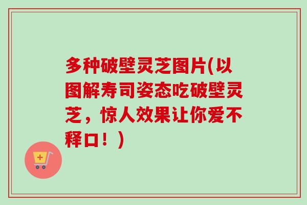 多种破壁灵芝图片(以图解寿司姿态吃破壁灵芝,惊人效果让你爱不释口!) 多种破壁灵芝图片(以图解寿司姿态吃破壁灵芝,惊人效果让你爱不释口!)