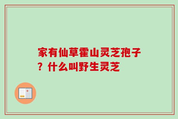 家有仙草霍山灵芝孢子？什么叫野生灵芝