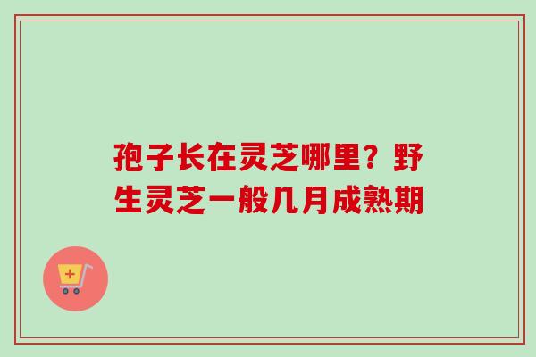 孢子长在灵芝哪里?野生灵芝一般几月成熟期 孢子长在灵芝哪里?野生灵芝一般几月成熟期