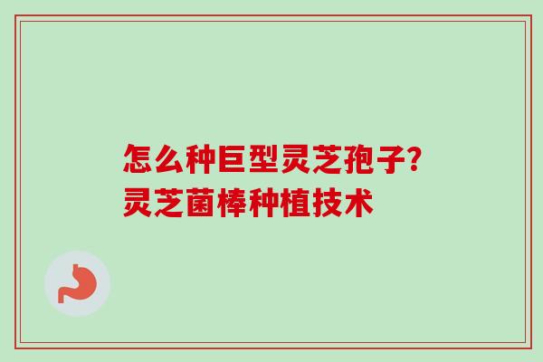 怎么种巨型灵芝孢子?灵芝菌棒种植技术 怎么种巨型灵芝孢子?灵芝菌棒种植技术