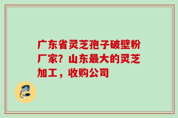 广东省灵芝孢子破壁粉厂家?山东大的灵芝加工,收购公司 广东省灵芝孢子破壁粉厂家?山东大的灵芝加工,收购公司