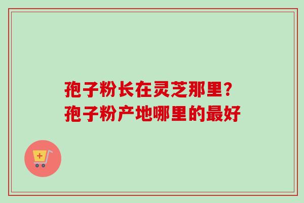 孢子粉长在灵芝那里？孢子粉产地哪里的好