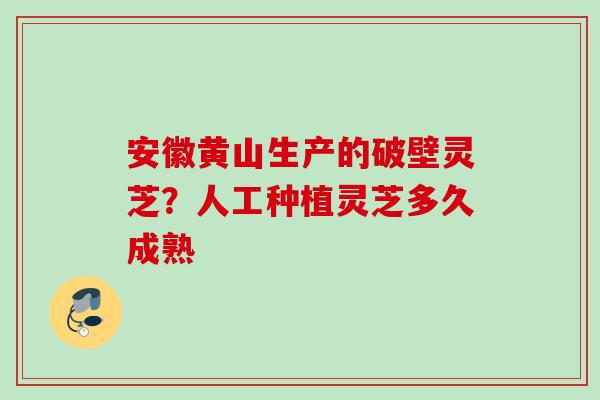 安徽黄山生产的破壁灵芝？人工种植灵芝多久成熟