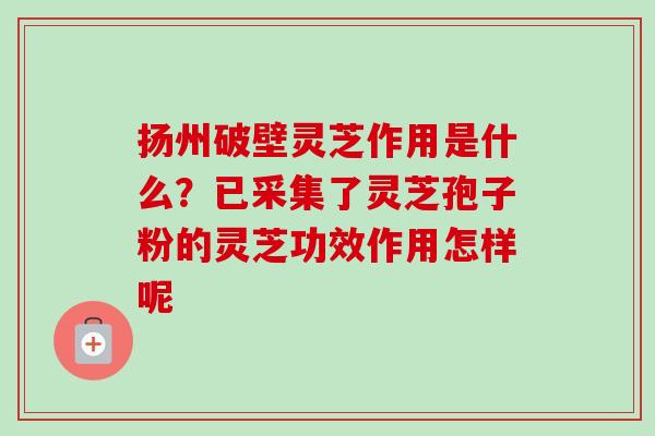 扬州破壁灵芝作用是什么?已采集了灵芝孢子粉的灵芝功效作用怎样呢 扬州破壁灵芝作用是什么?已采集了灵芝孢子粉的灵芝功效作用怎样呢