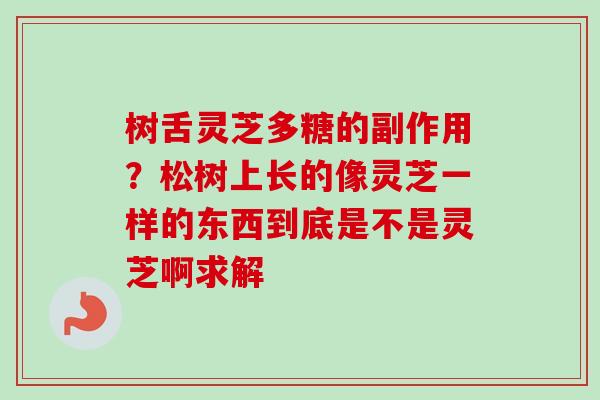 树舌灵芝多糖的副作用?松树上长的像灵芝一样的东西到底是不是灵芝啊求解 树舌灵芝多糖的副作用?松树上长的像灵芝一样的东西到底是不是灵芝啊求解