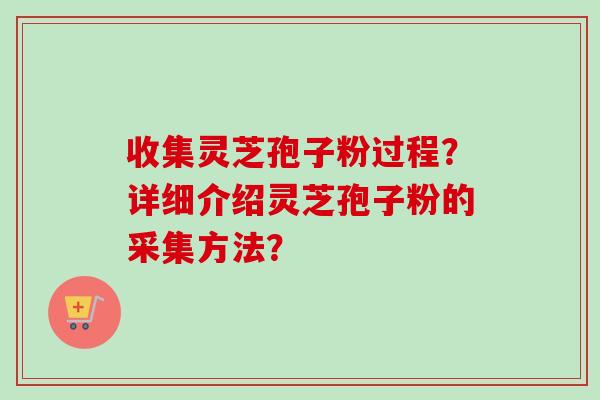 收集灵芝孢子粉过程?详细介绍灵芝孢子粉的采集方法? 收集灵芝孢子粉过程?详细介绍灵芝孢子粉的采集方法?