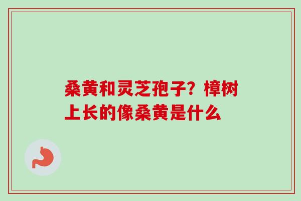 桑黄和灵芝孢子?樟树上长的像桑黄是什么 桑黄和灵芝孢子?樟树上长的像桑黄是什么
