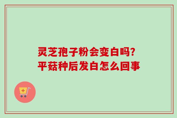 灵芝孢子粉会变白吗？平菇种后发白怎么回事