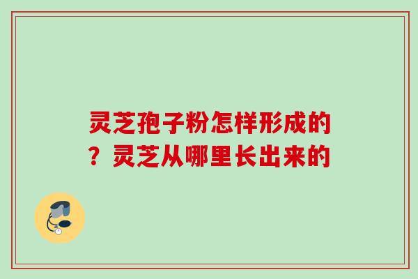 灵芝孢子粉怎样形成的?灵芝从哪里长出来的 灵芝孢子粉怎样形成的?灵芝从哪里长出来的