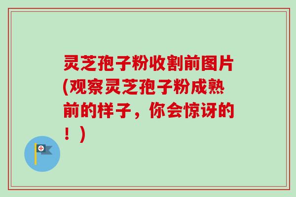 灵芝孢子粉收割前图片(观察灵芝孢子粉成熟前的样子,你会惊讶的!) 灵芝孢子粉收割前图片(观察灵芝孢子粉成熟前的样子,你会惊讶的!)