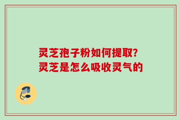 灵芝孢子粉如何提取?灵芝是怎么吸收灵气的 灵芝孢子粉如何提取?灵芝是怎么吸收灵气的