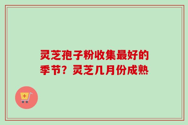 灵芝孢子粉收集好的季节?灵芝几月份成熟 灵芝孢子粉收集好的季节?灵芝几月份成熟