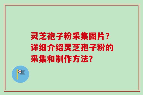 灵芝孢子粉采集图片?详细介绍灵芝孢子粉的采集和制作方法? 灵芝孢子粉采集图片?详细介绍灵芝孢子粉的采集和制作方法?