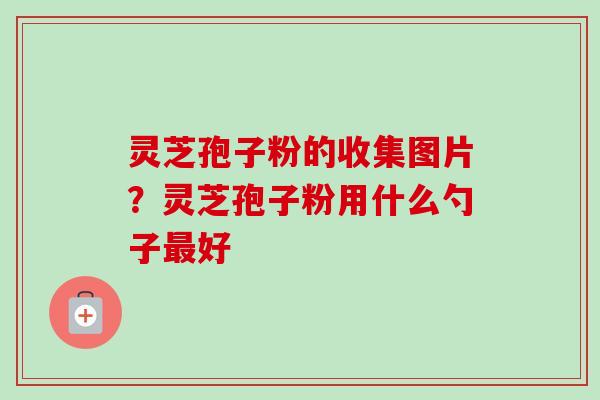 灵芝孢子粉的收集图片？灵芝孢子粉用什么勺子好