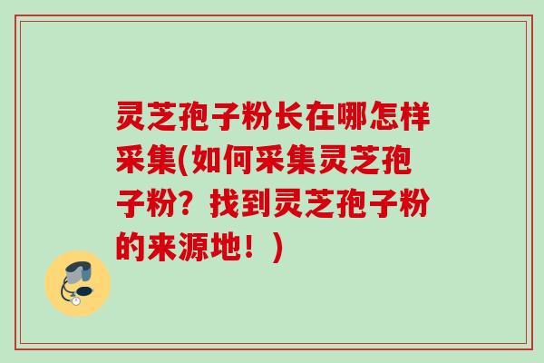 灵芝孢子粉长在哪怎样采集(如何采集灵芝孢子粉?找到灵芝孢子粉的来源地!) 灵芝孢子粉长在哪怎样采集(如何采集灵芝孢子粉?找到灵芝孢子粉的来源地!)
